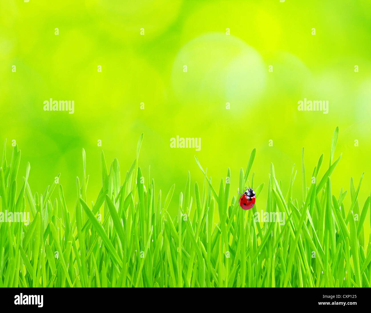 red ladybug on green grass isolated on green Stock Photo