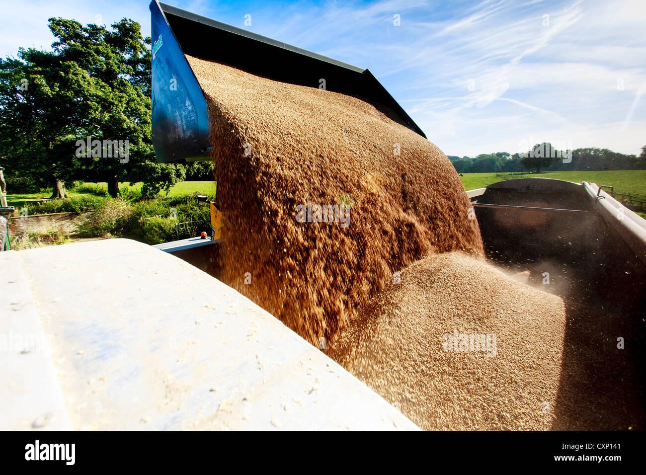 Grain being uploaded from the store and loaded into an articulated ...