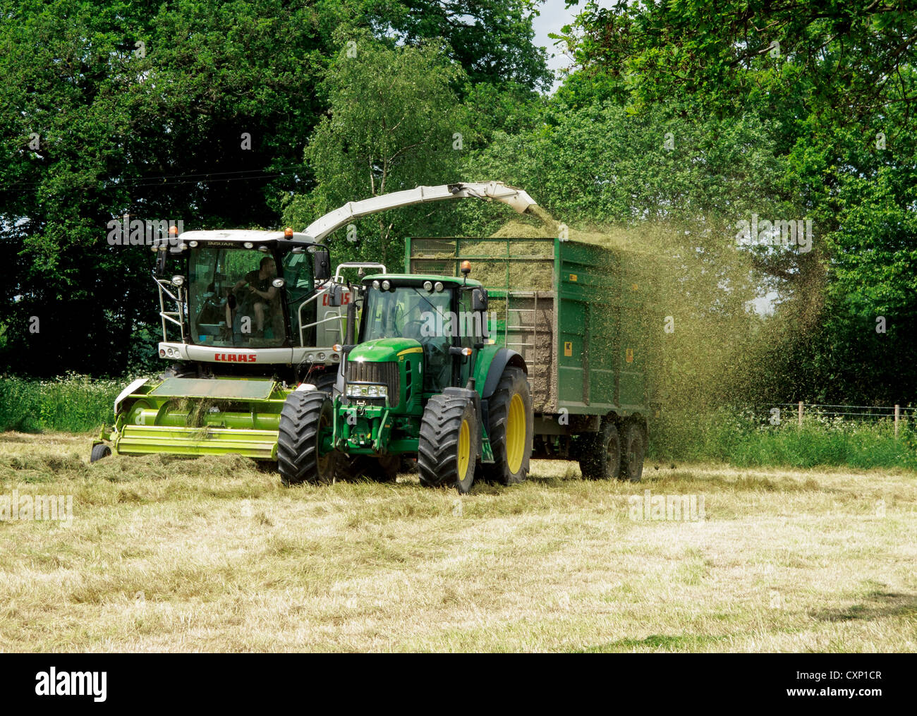 A Claas jaguar Forage harvester, picking up the grass and putting in a trailer for it to be taken to the silage heap Stock Photo