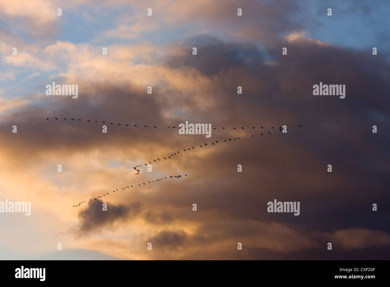 Gooses flying in formation on an early autumn morning. Stock Photo
