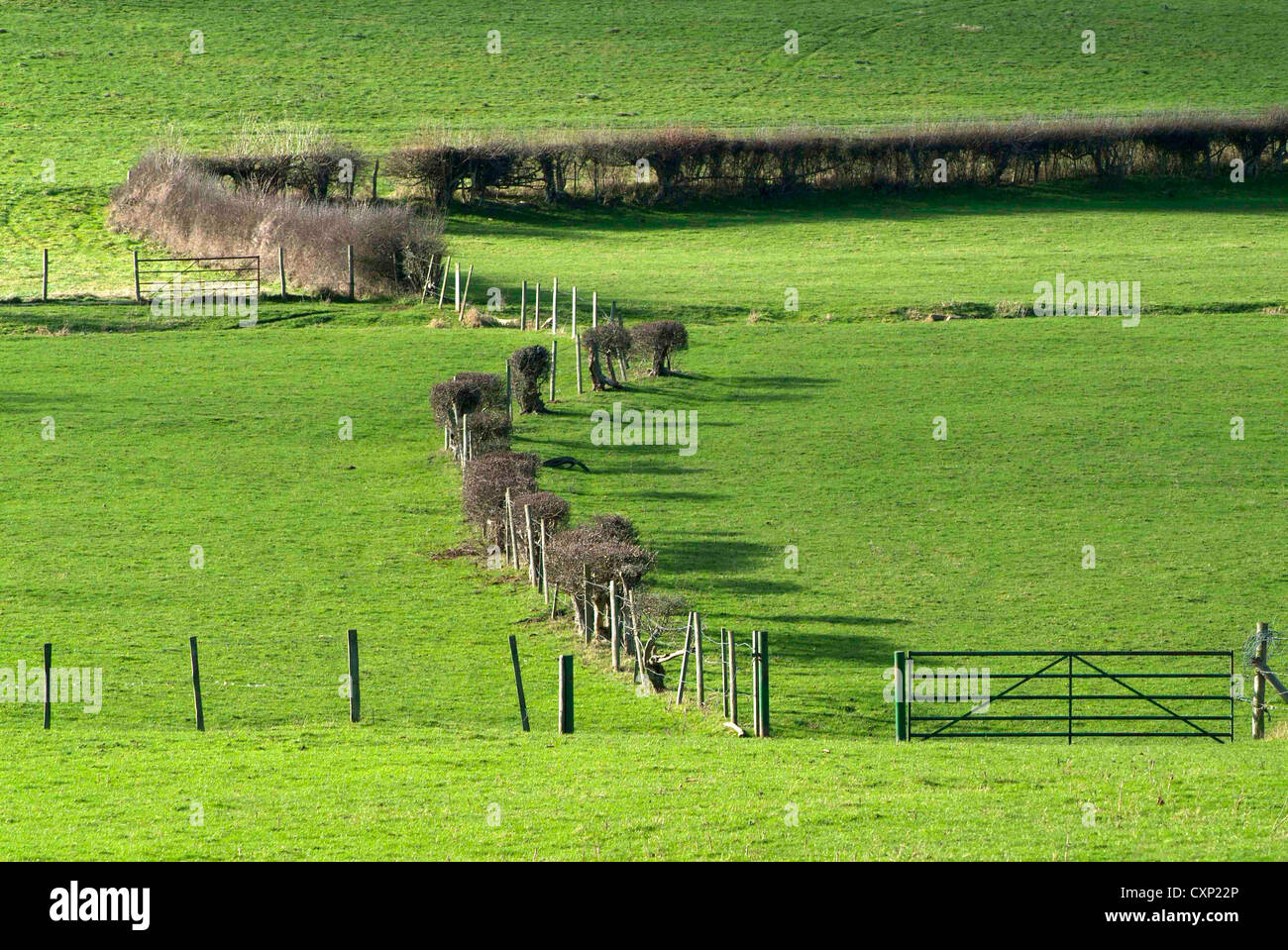 Green fields and hedgerow in the Chilterns in England Stock Photo