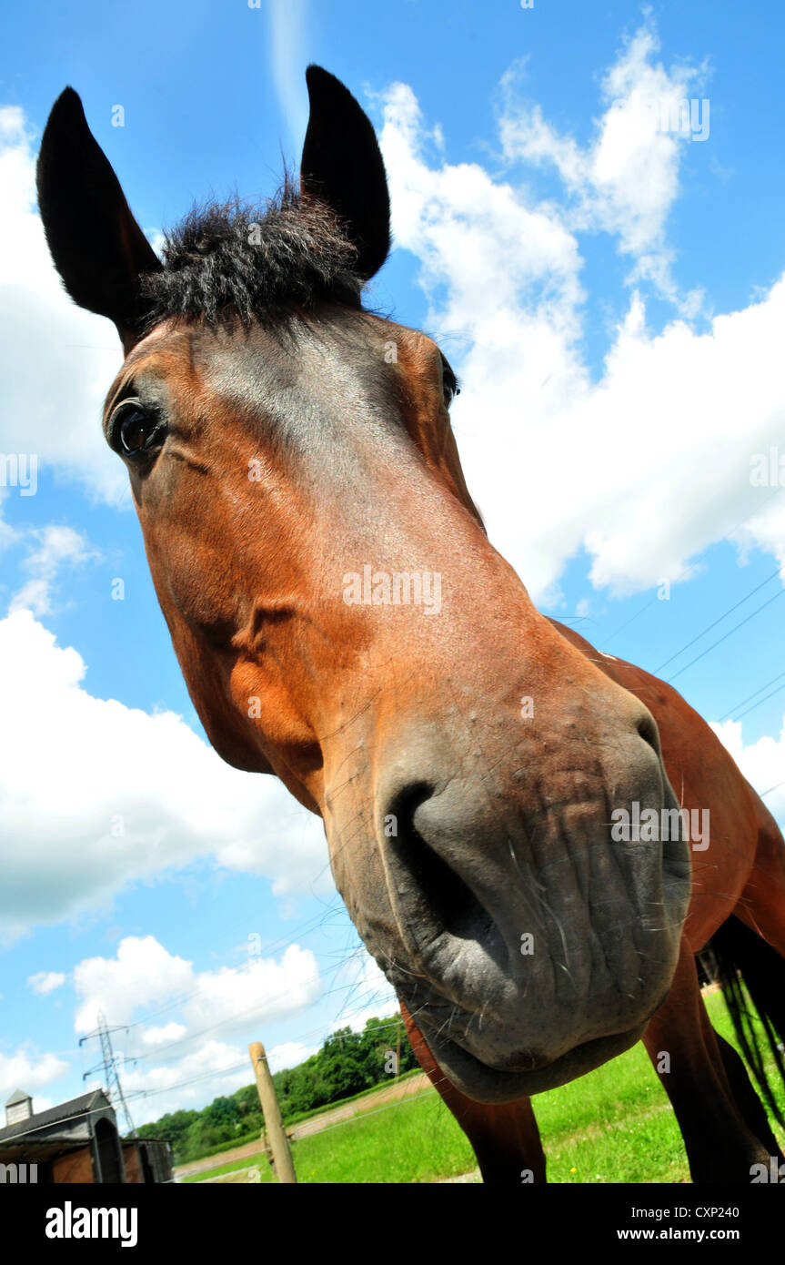 Seen from below distorted view of horses head emphasizing length of nose Stock Photo