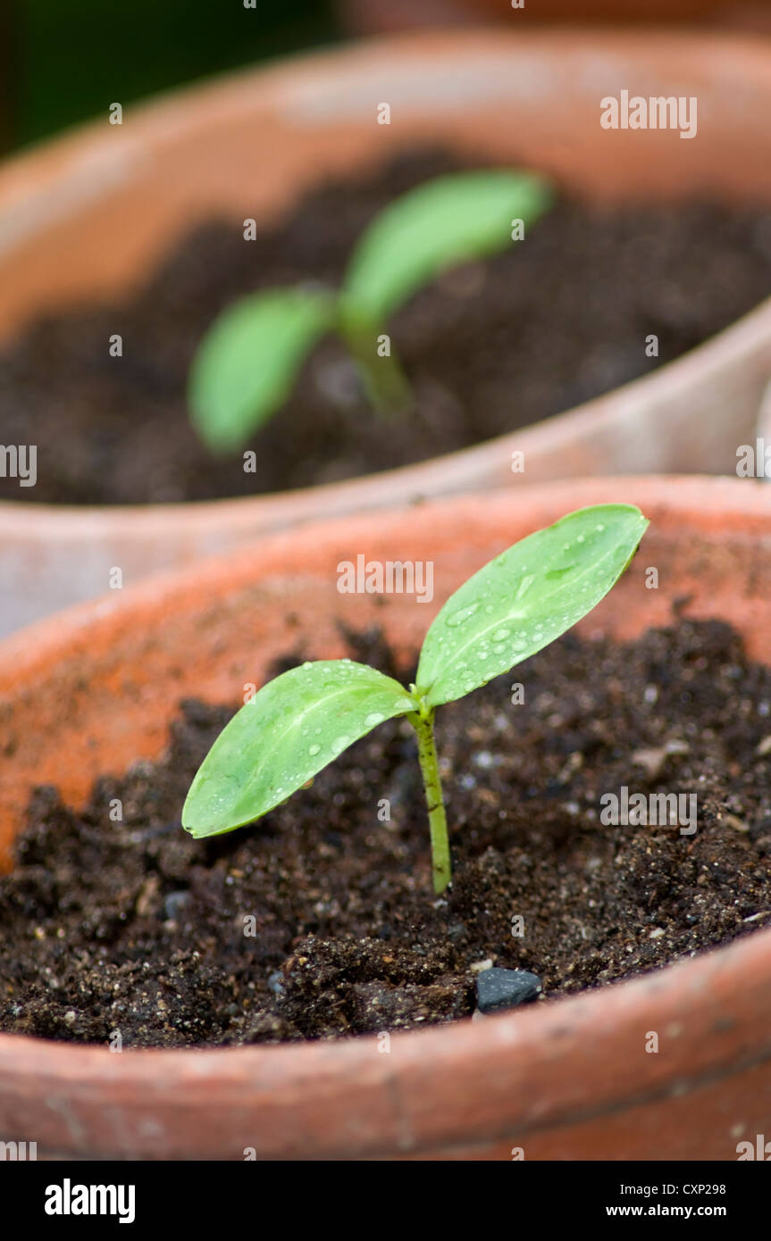 Selectively focused seedling in pot with seedling in background Stock Photo