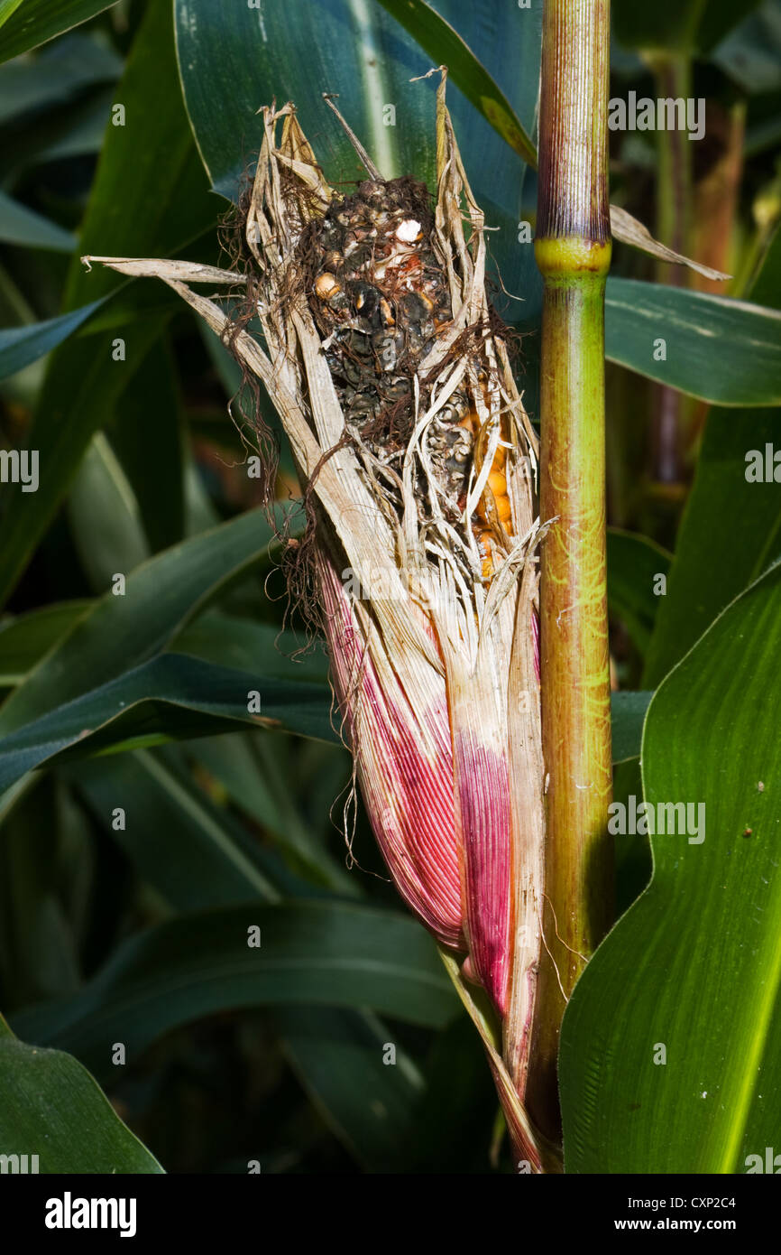 Damaged crop: a maize ear, gnawed by mice or birds Stock Photo