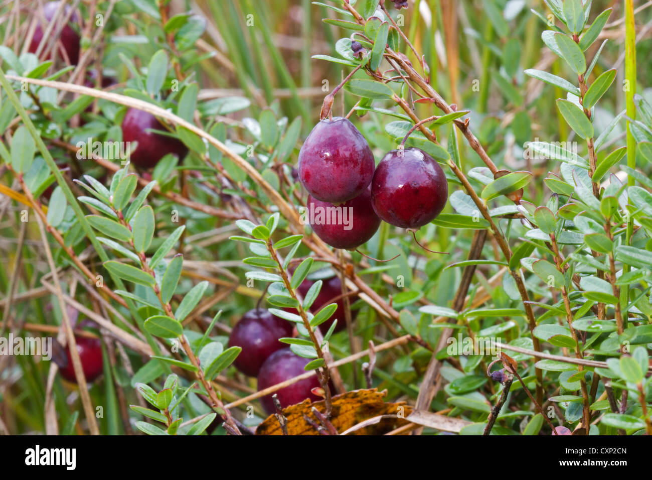 Cranberries (Vaccinium macrocarpon or Oxycoccus macrocarpus) ready to be harvested. Stock Photo