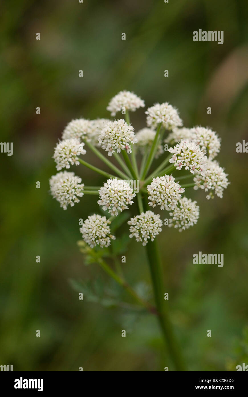 British wild flower hi-res stock photography and images - Alamy