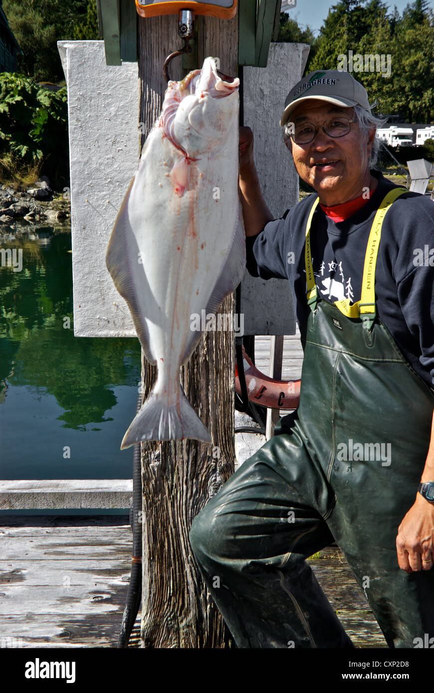 Asian male angler with halibut on weigh scale Ucluelet BC west coast Vancouver Island Stock Photo