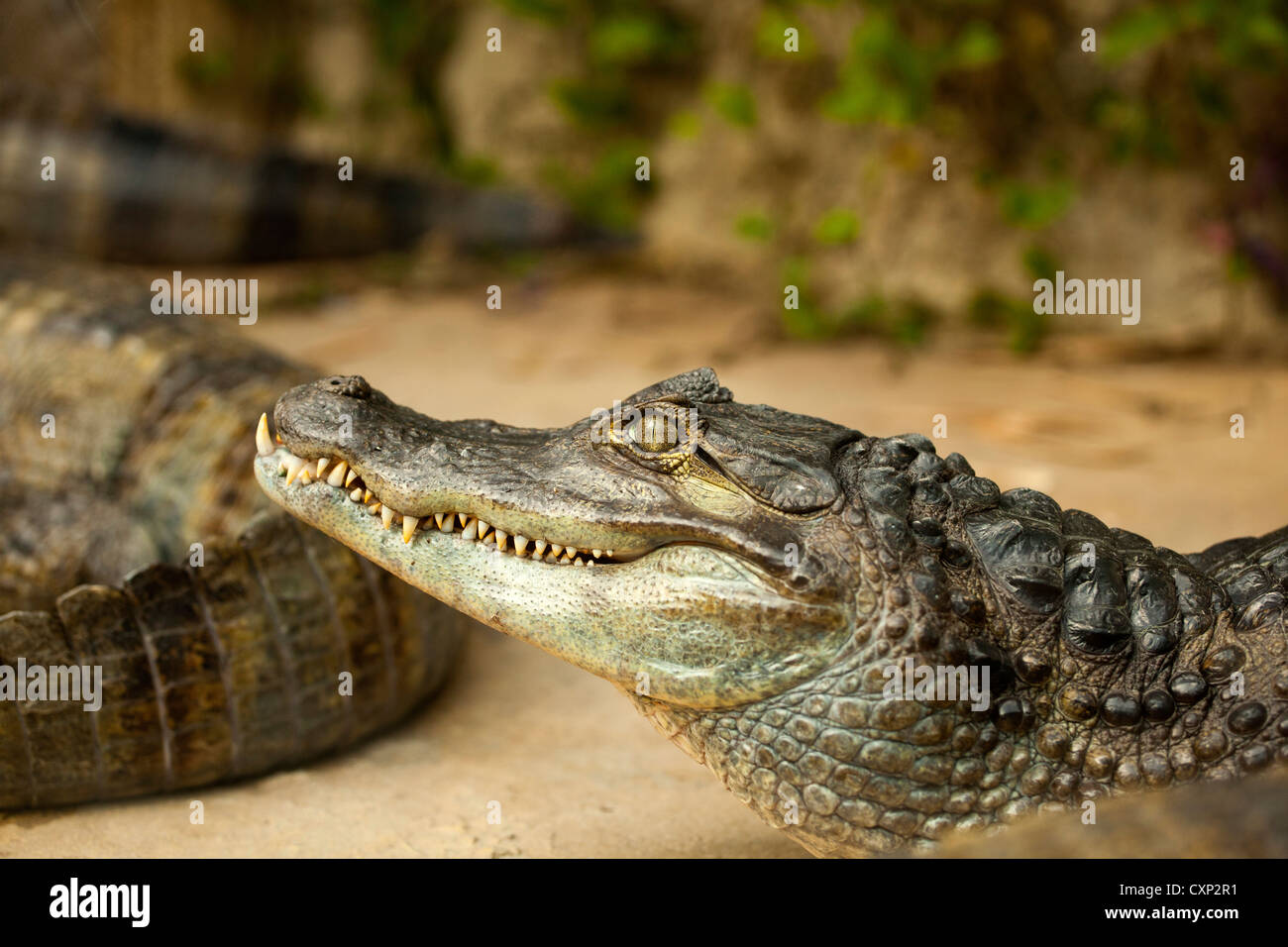 Spectacled Caiman Caiman crocodilus Stock Photo