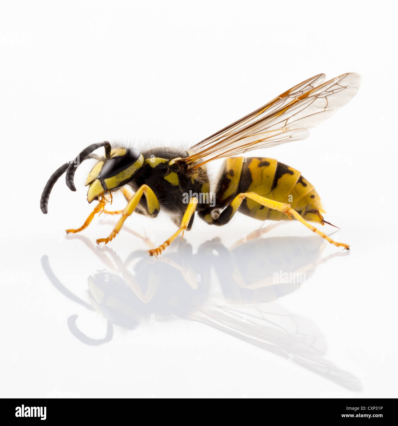 wasp Vespula germanica species isolated on white background Stock Photo