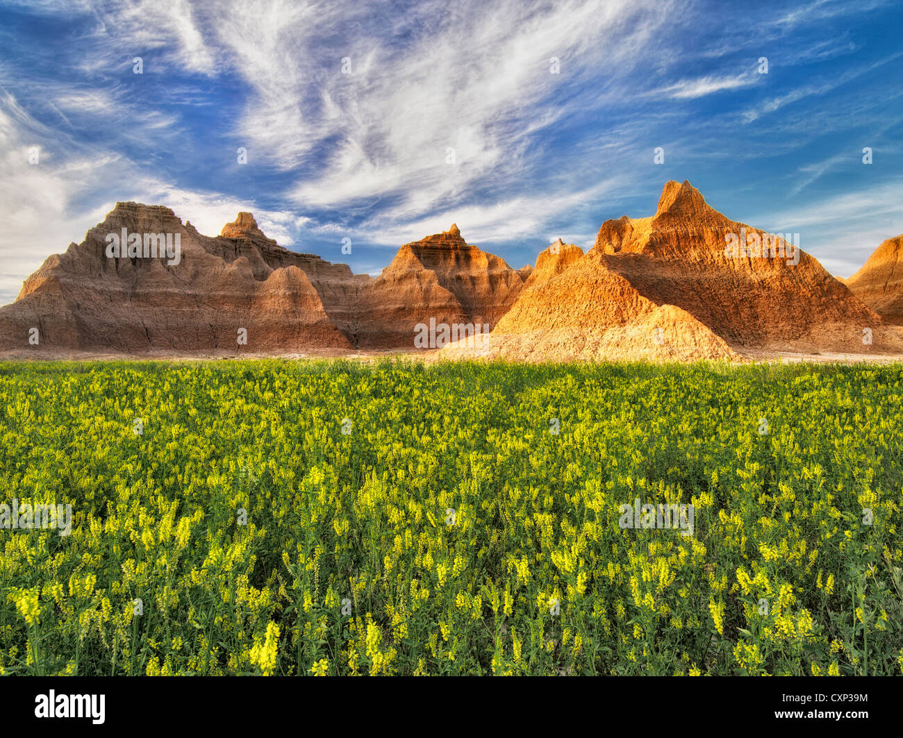 Yellow Sweet Clover and rock formations. Badlands National Park, South Dakota. Stock Photo