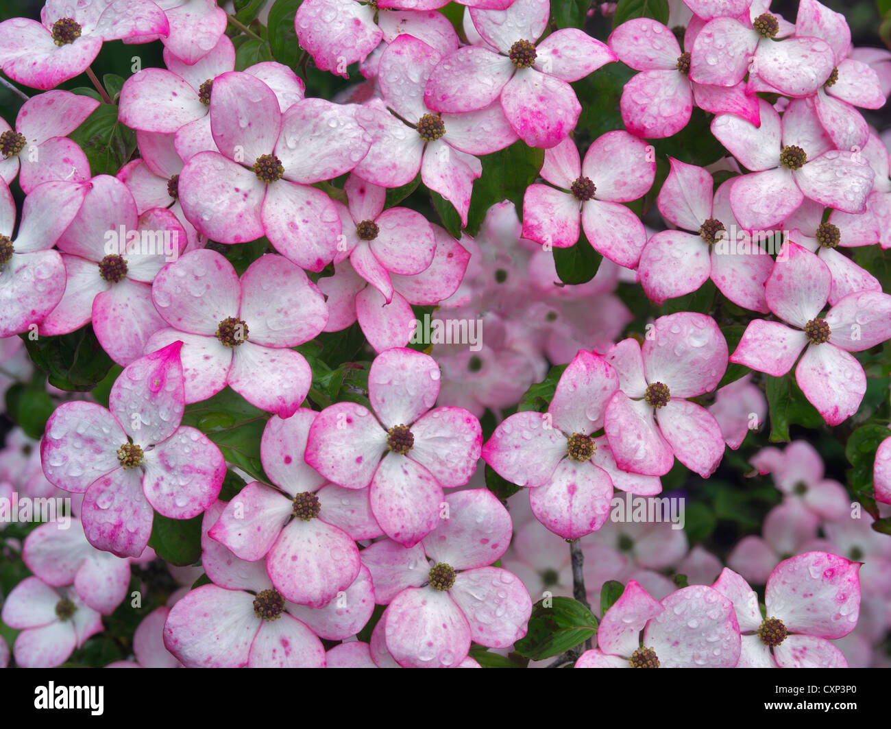 Close up of Dogwood flowers. Hughes Water Gardens, Oregon Stock Photo