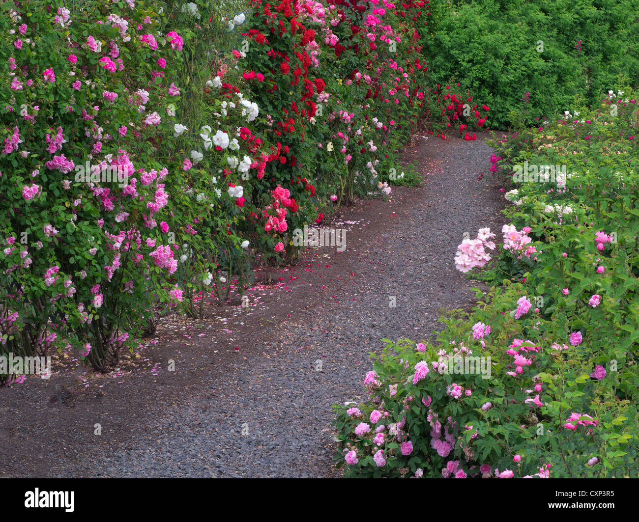 Path through roses. Heirloom Gardens. St. Paul, Oregon Stock Photo