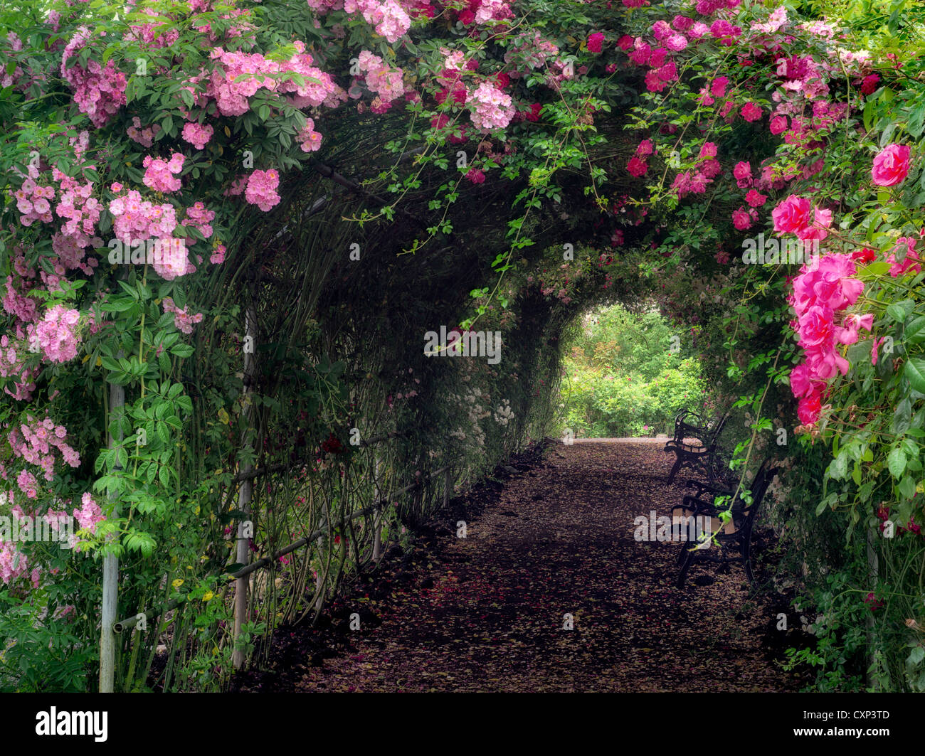 Rose arbor. Heirloom Gardens. St. Paul, Oregon Stock Photo