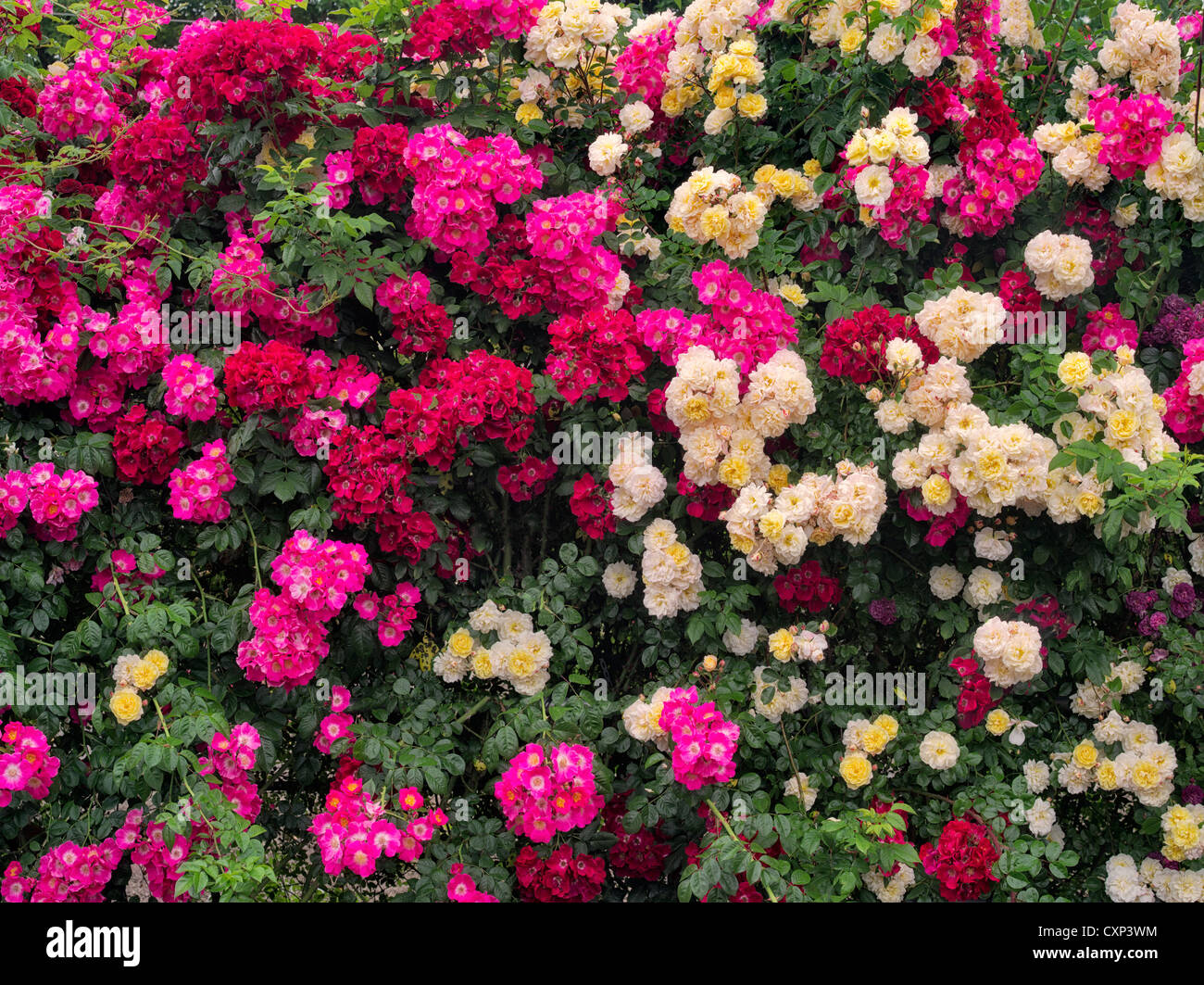 Wall of climbing roses. Heirloom Gardens. St. Paul, Oregon Stock Photo