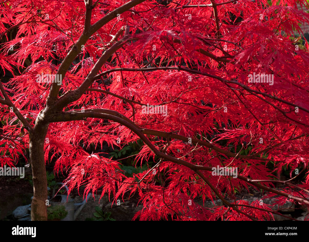 japanese red acer tree in autumn colours, norfolk, england Stock Photo