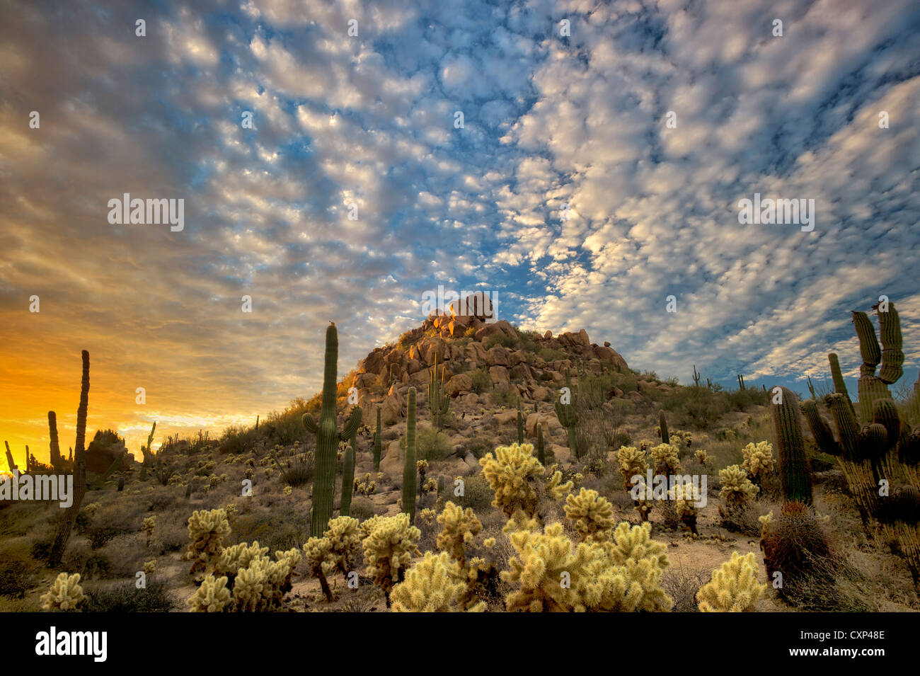 Saguaro and cholla cactus at sunset. Sonoran Desert, Arizona Stock Photo