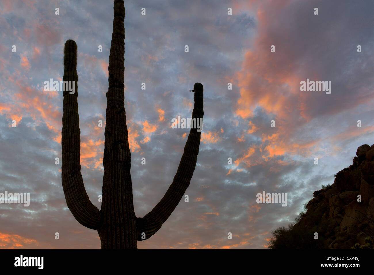 Arizona sunset in sonoran hi-res stock photography and images - Alamy