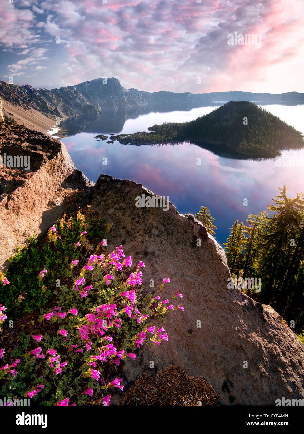 Penstemon growing on rock face of Crater Lake. Crater Lake National Park, Oregon Stock Photo