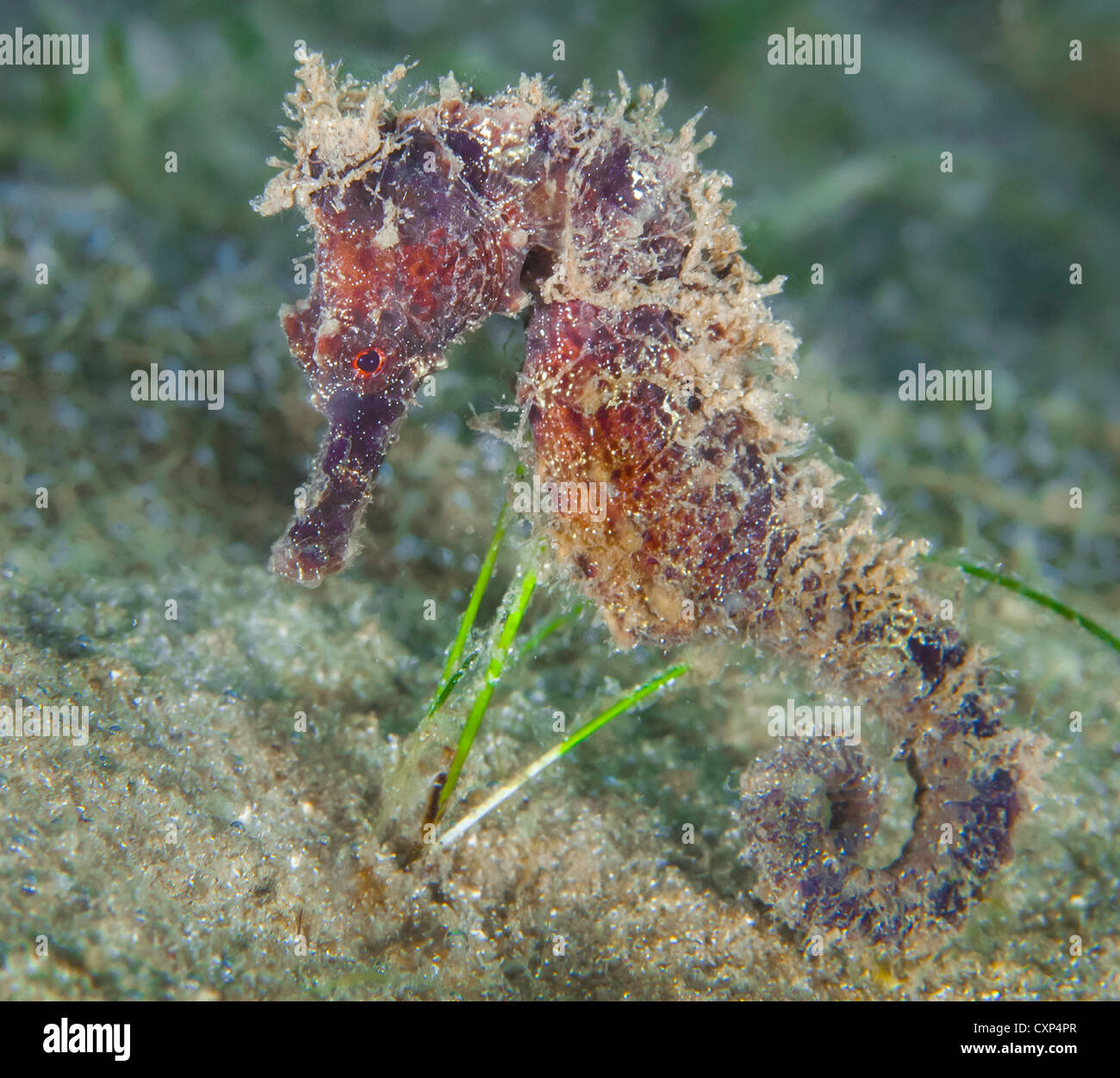 Hippocampus erectus hi-res stock photography and images - Alamy