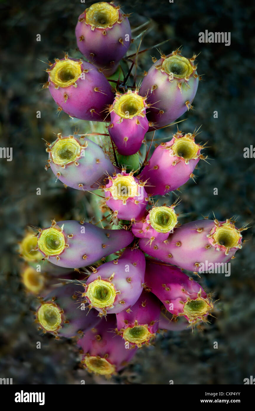 Fruit of Prickly Pear Cactus. Sonoran Desert, Arizona Stock Photo