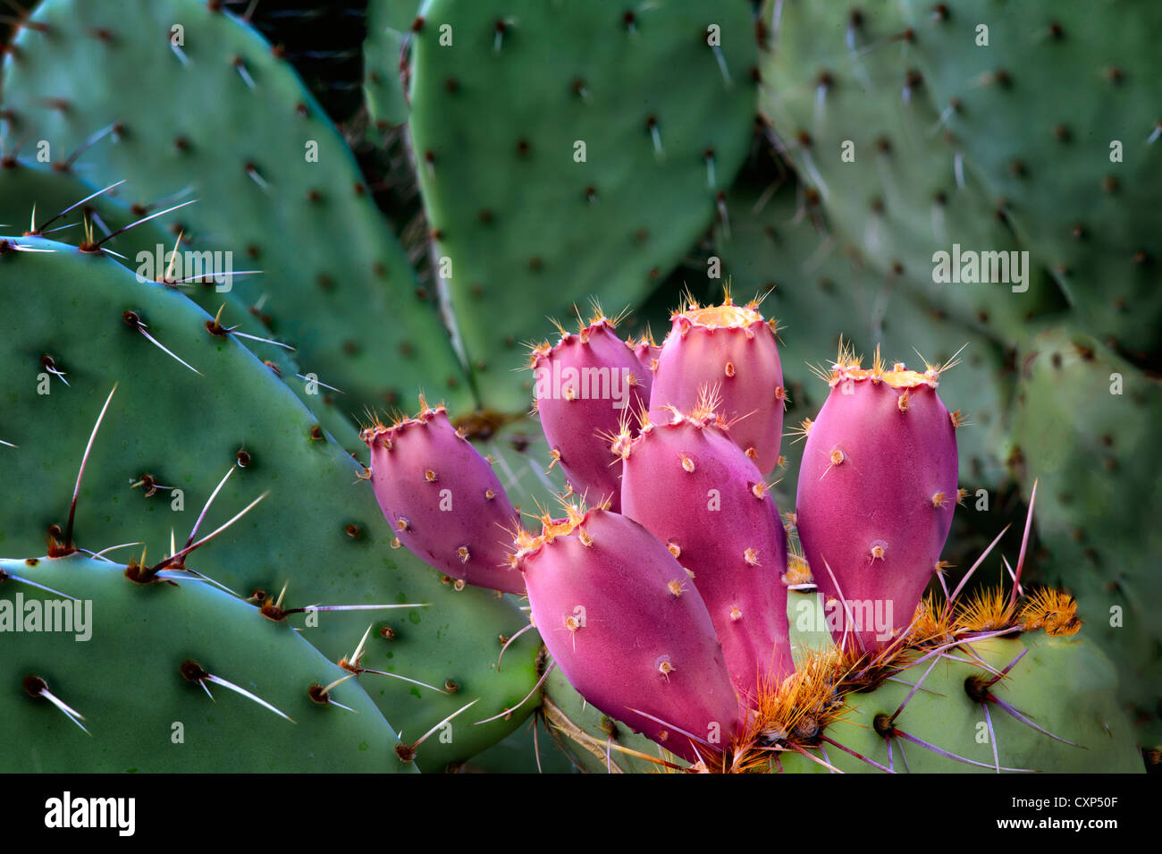 Fruit of Prickly Pear Cactus. Sonoran Desert, Arizona Stock Photo Alamy