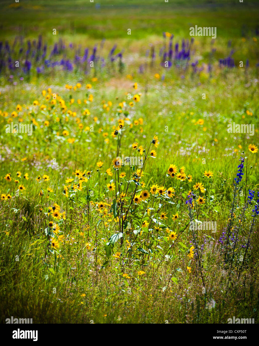 Wild yellow and purple flowers growing in a meadow in an Arizona valley