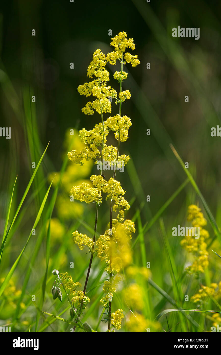 Lady's Bedstraw / Yellow Bedstraw (Galium verum) in flower Stock Photo