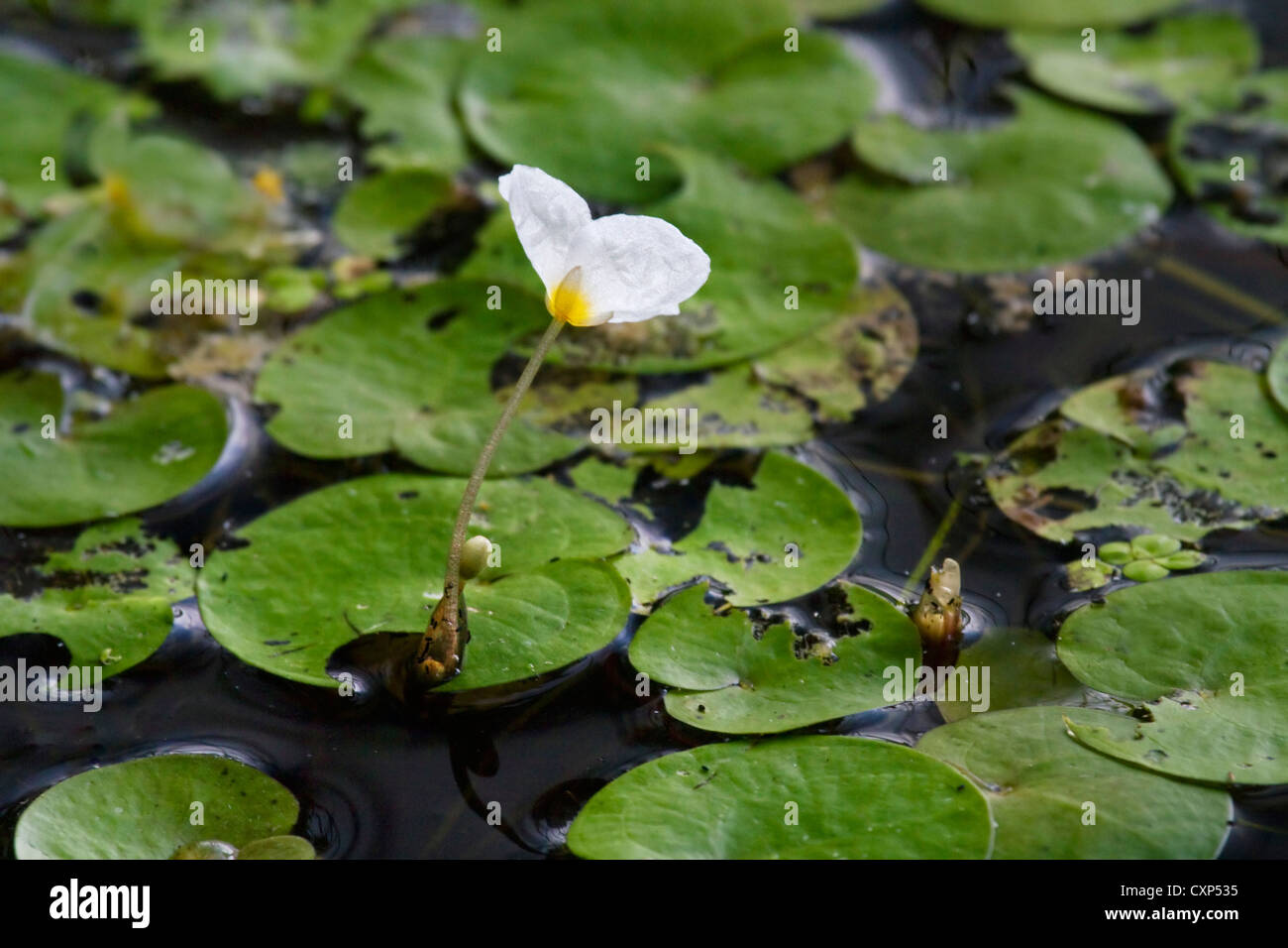 Common Frogbit / European Frogbit (Hydrocharis morsus-ranae) in pond, Belgium Stock Photo