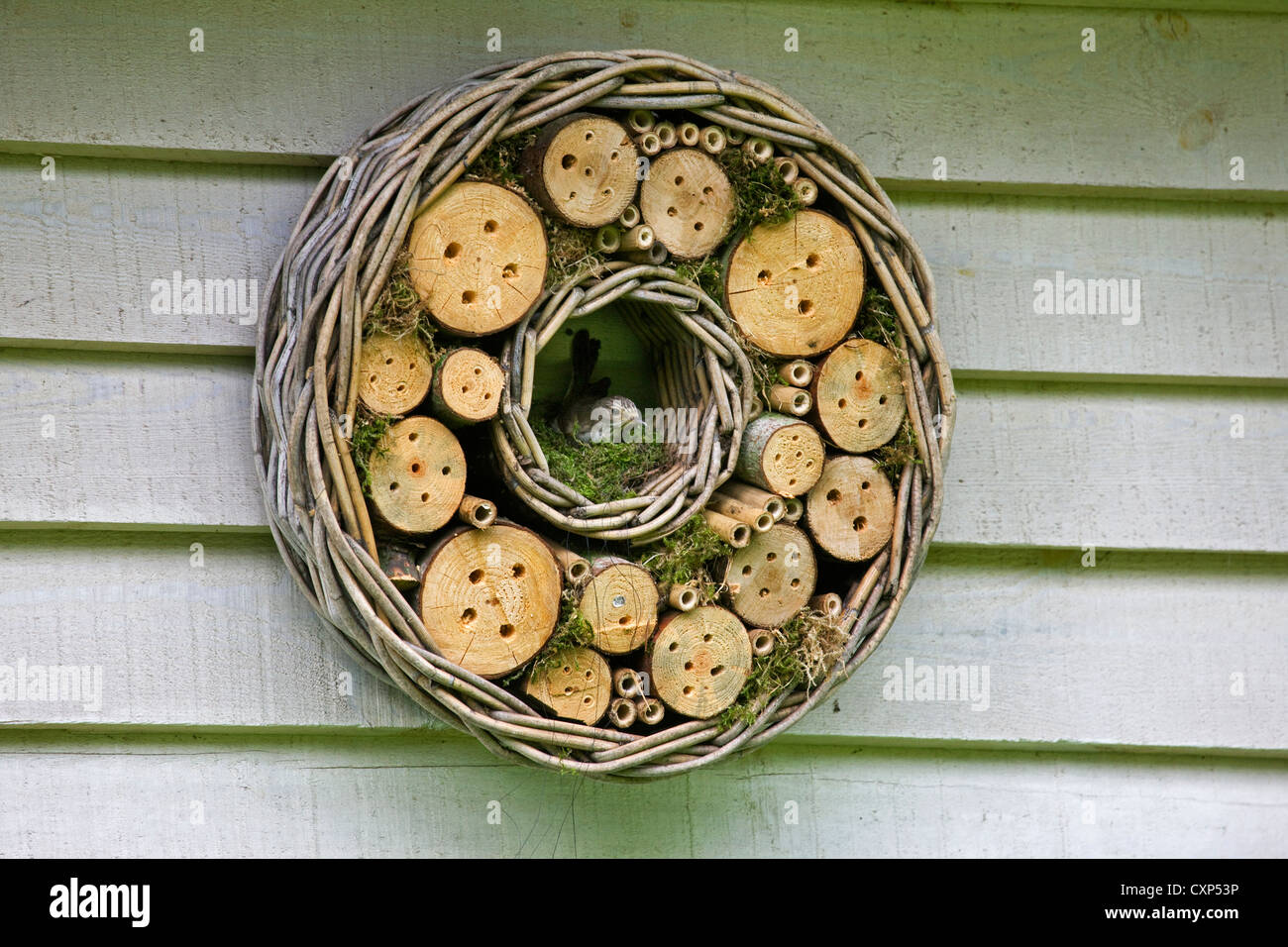 Spotted Flycatcher (Muscicapa striata) nesting in insect hotel for solitary bees and wasps hanging from garden house Stock Photo