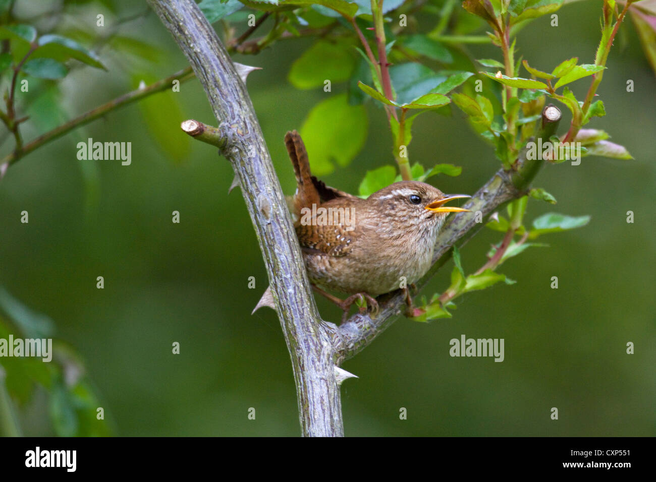 Eurasian wren (Troglodytes troglodytes) perched in bush and calling, Belgium Stock Photo