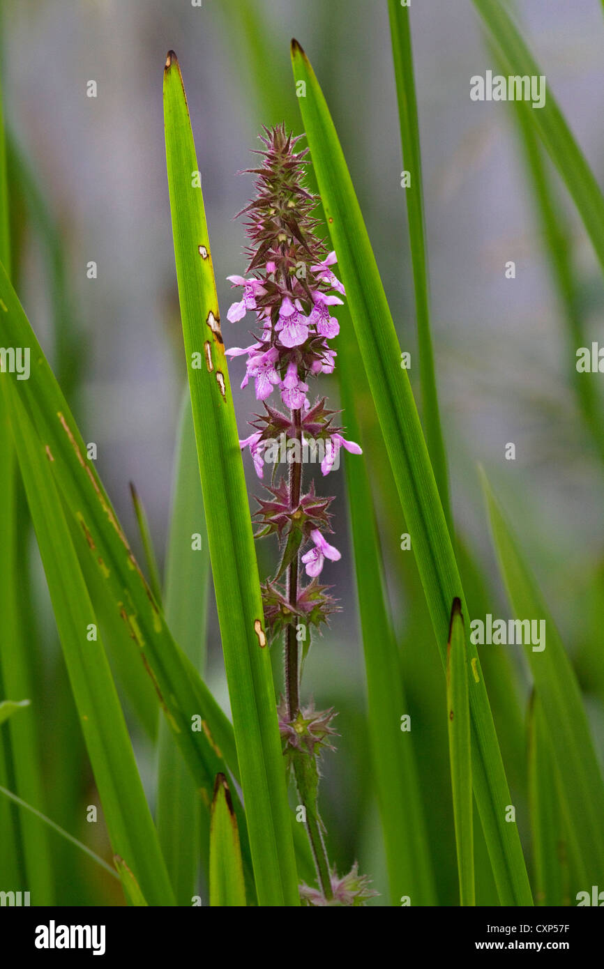 Marsh woundwort / marsh hedgenettle (Stachys palustris) in flower Stock Photo