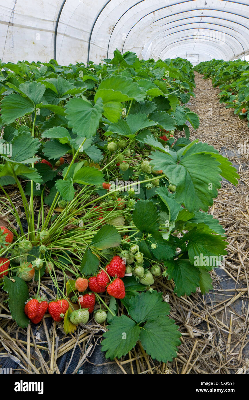 Cultivation of strawberries (Fragaria) in plastic greenhouses Stock ...