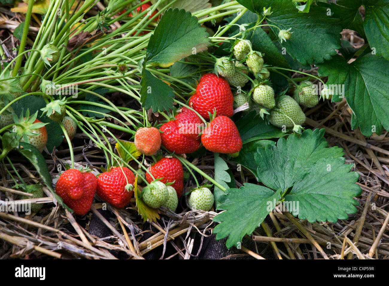 Cultivation of strawberries (Fragaria) on straw in greenhouse Stock Photo