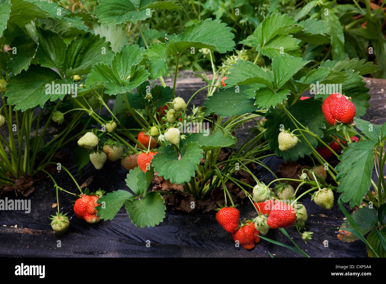Cultivation of strawberries (Fragaria) in plastic greenhouse Stock