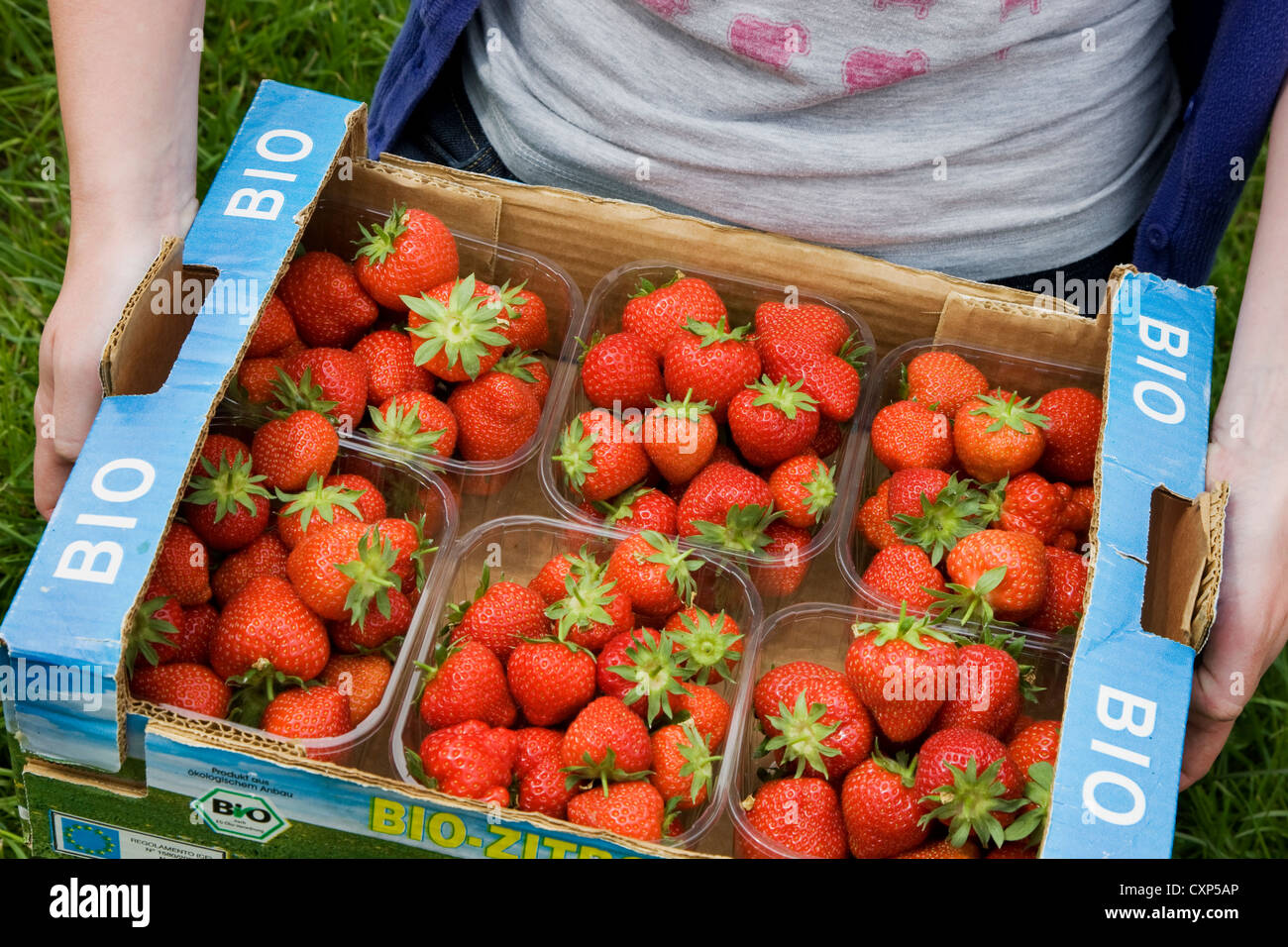 Close up of horticulturist holding carton with plastic boxes with cultivated strawberries (Fragaria), Belgium Stock Photo