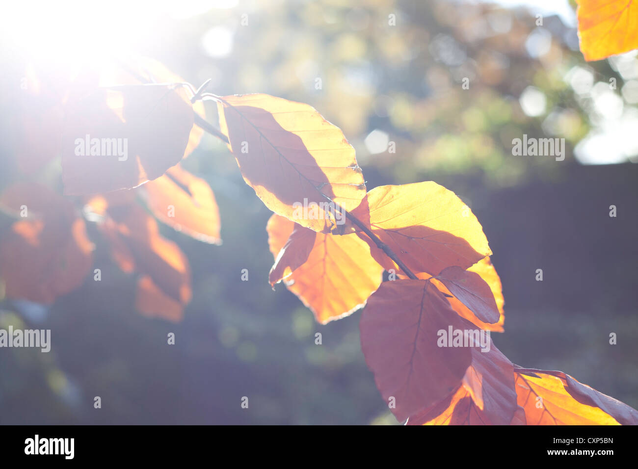 Copper Beech Leaves in Autumn Stock Photo