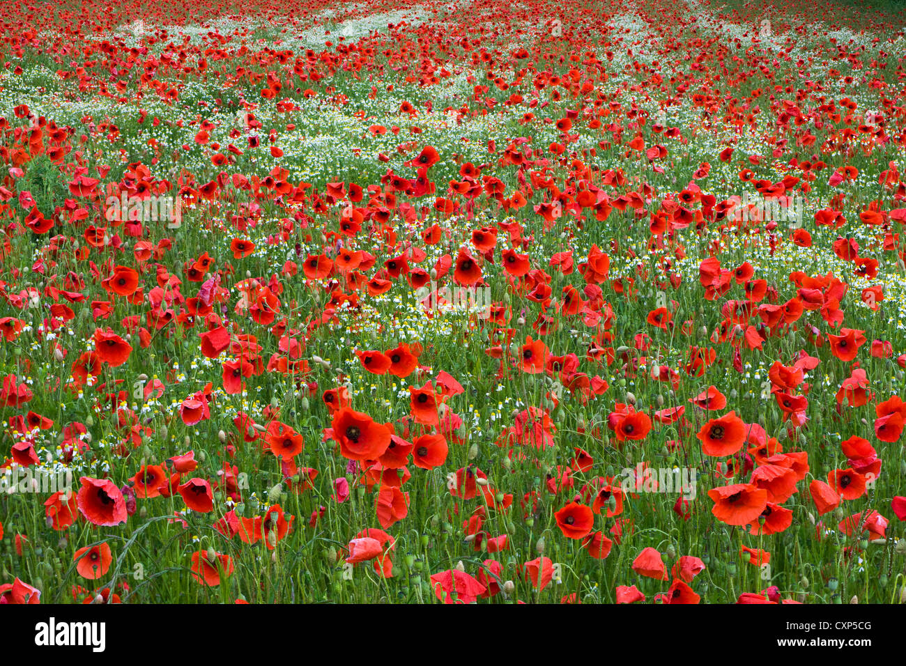 Red Poppies “In Flanders Fields” - RelicRecord