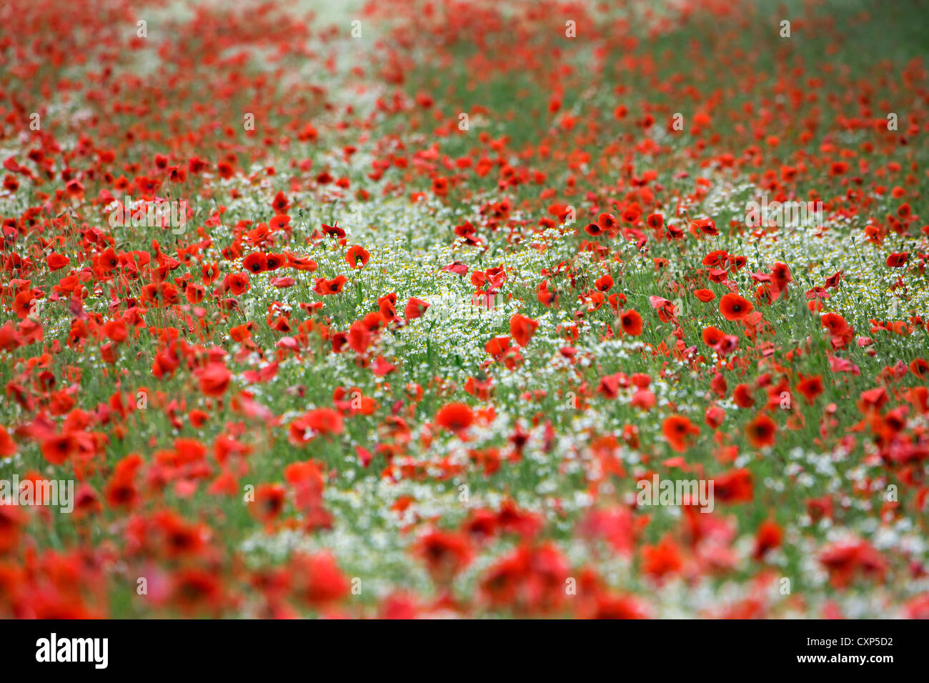 Field with red poppies (Papaver rhoeas) and colourful wildflowers in spring Stock Photo