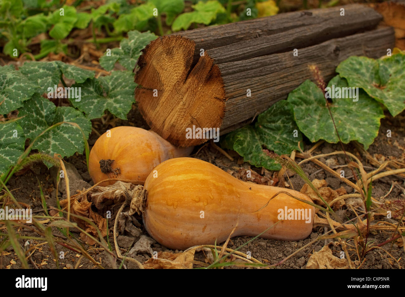 Rustic autumn still life with pumpkins on old wood Stock Photo - Alamy