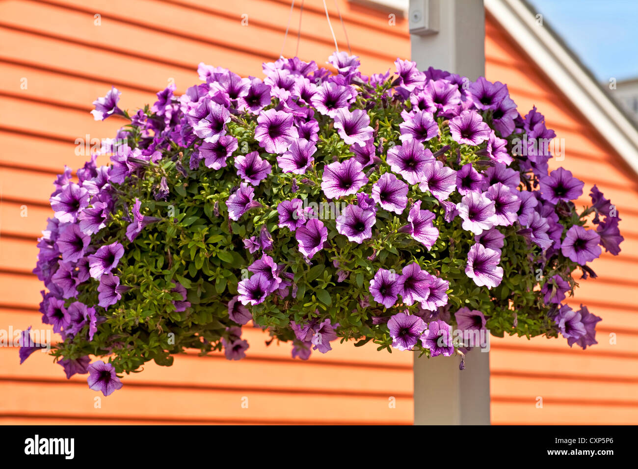 A hanging basket full of purple petunias Stock Photo