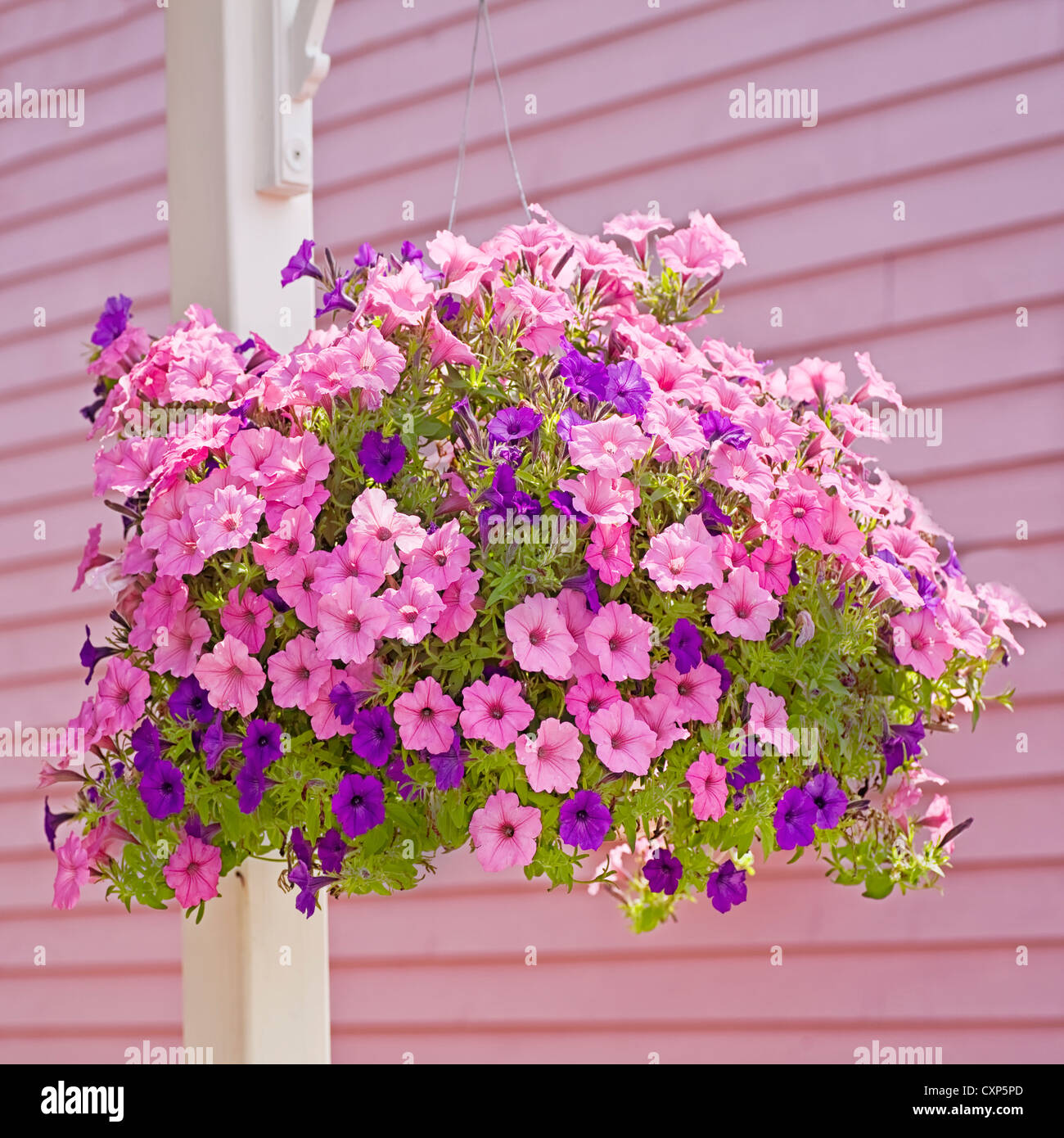 Hanging basket of pink and purple petunias. Stock Photo