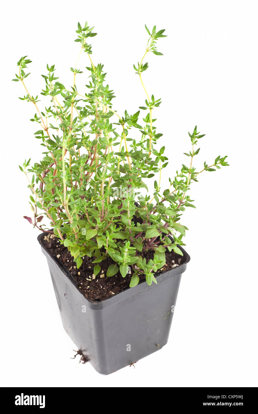 Thyme plant hi-res stock photography and images - Alamy