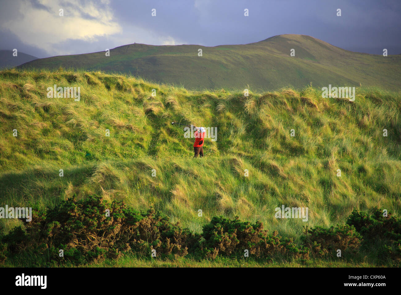 Man driving on links golf course, with big maram grass dunes. Stock Photo