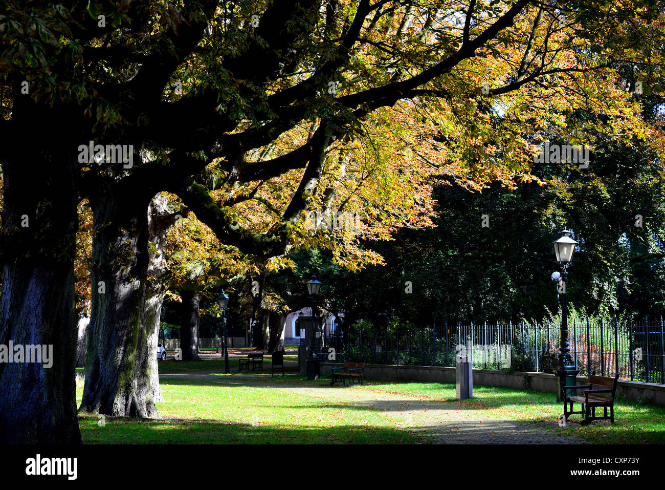 A quiet corner of big trees and fall leaves. The Hague, Netherlands. Stock Photo