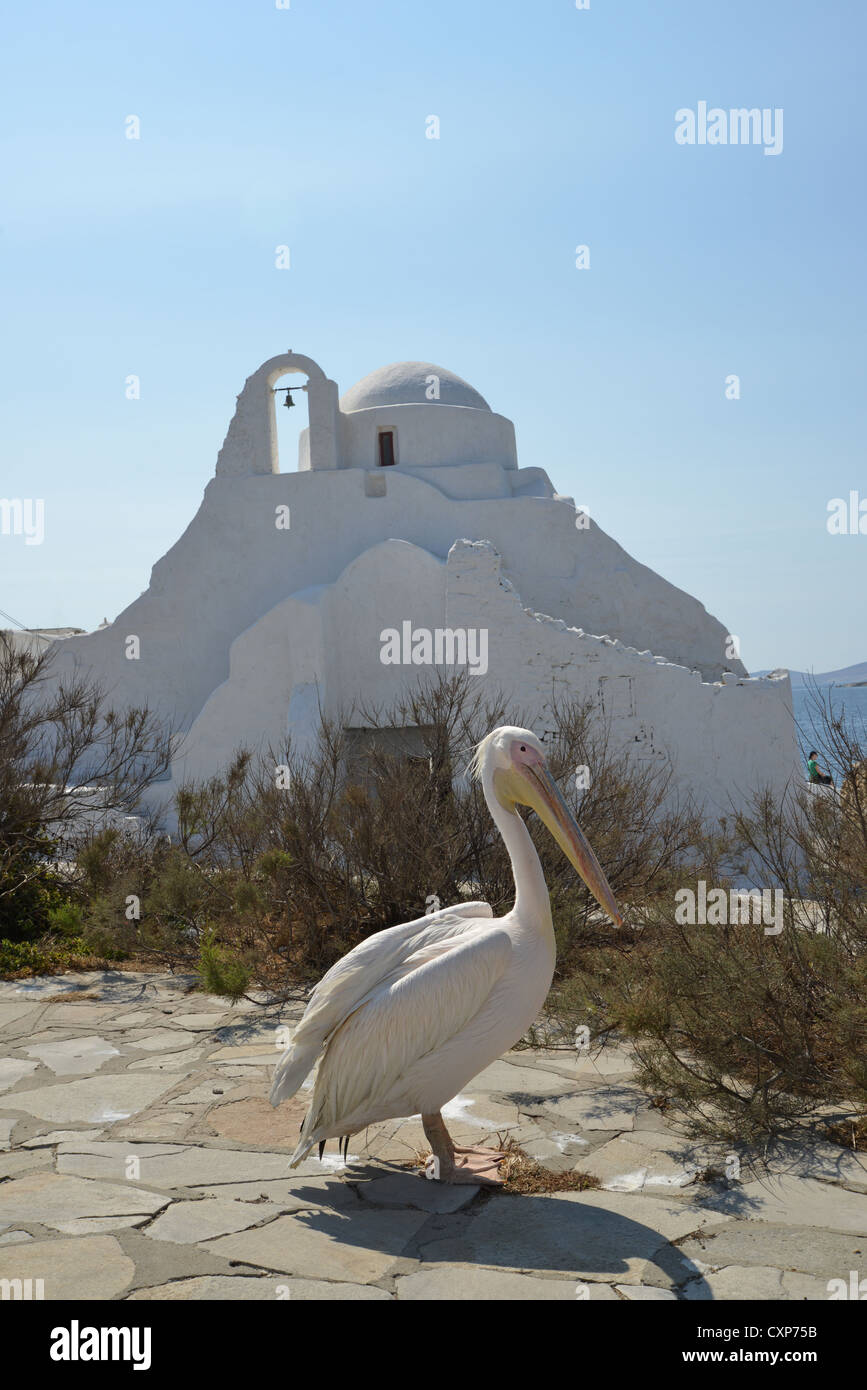 Pelican by 17th century Church of Panagia Paraportiani, Chora, Mykonos, Cyclades, South Aegean Region, Greece Stock Photo