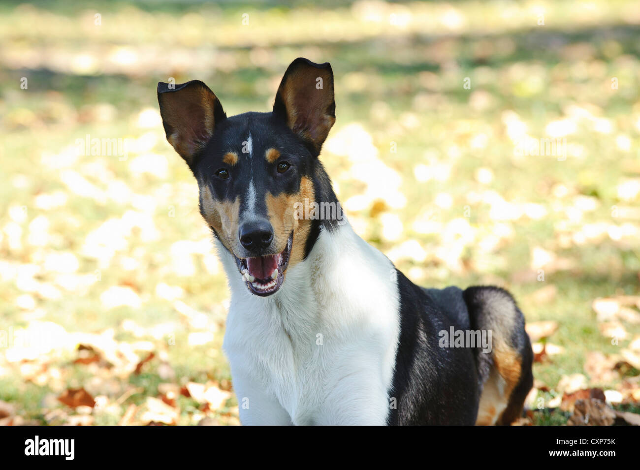 Smooth Collie dog in autumn scenery Stock Photo