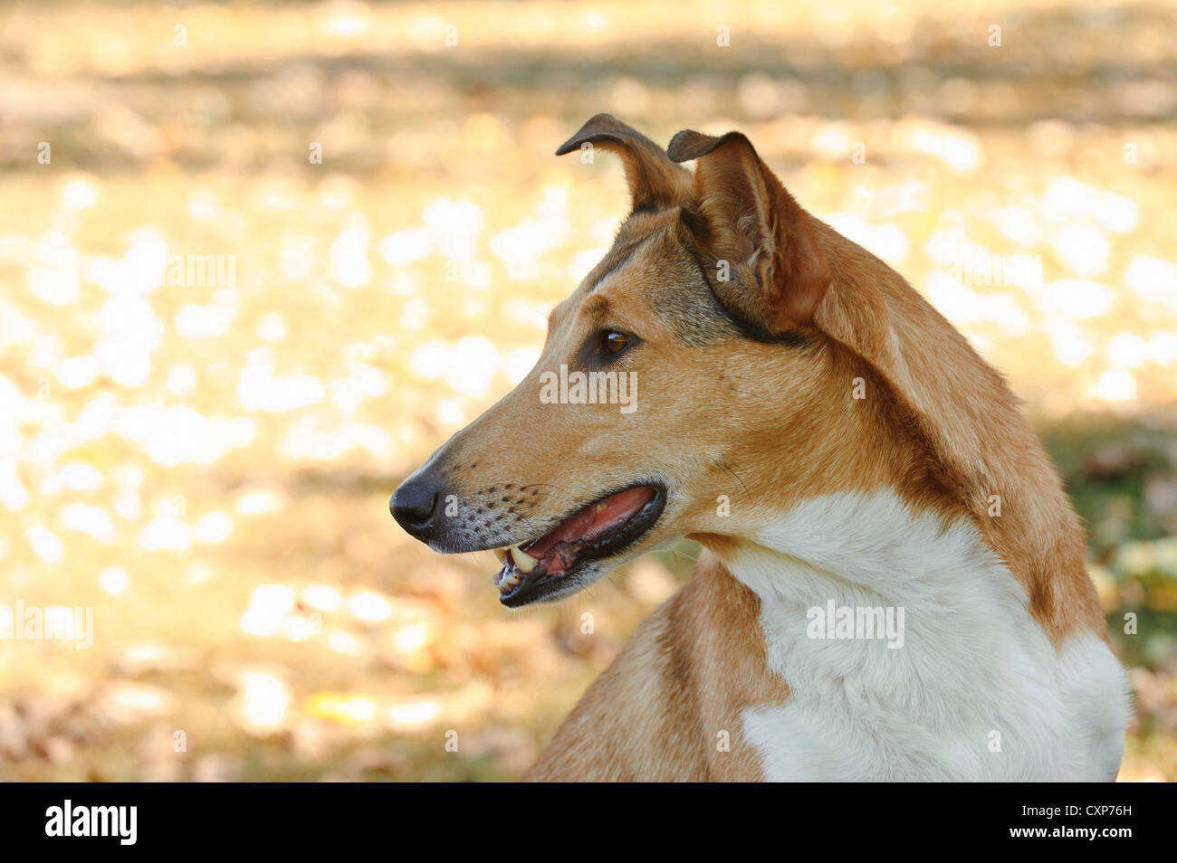 Profile of a Smooth Collie dog in autumn scenery Stock Photo