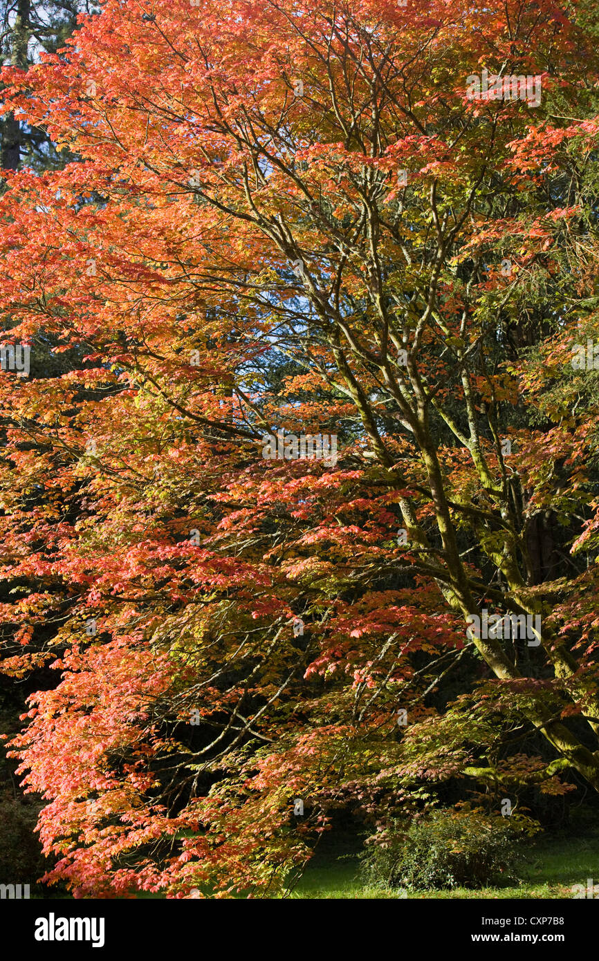 Autumn Leaves and Trees with Blue Sky Stock Photo - Alamy
