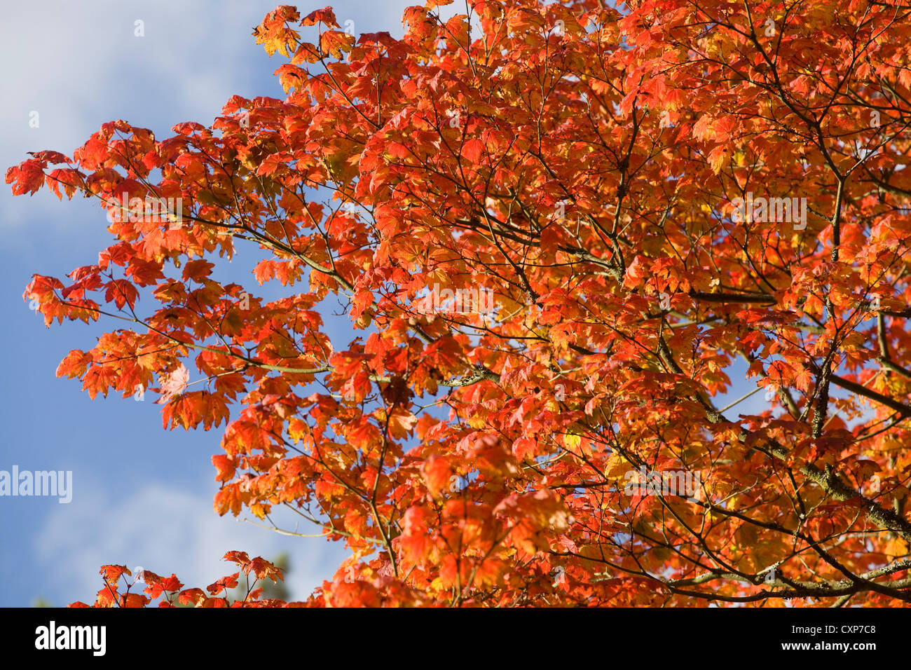 Autumn Leaves and Trees with Blue Sky Stock Photo - Alamy