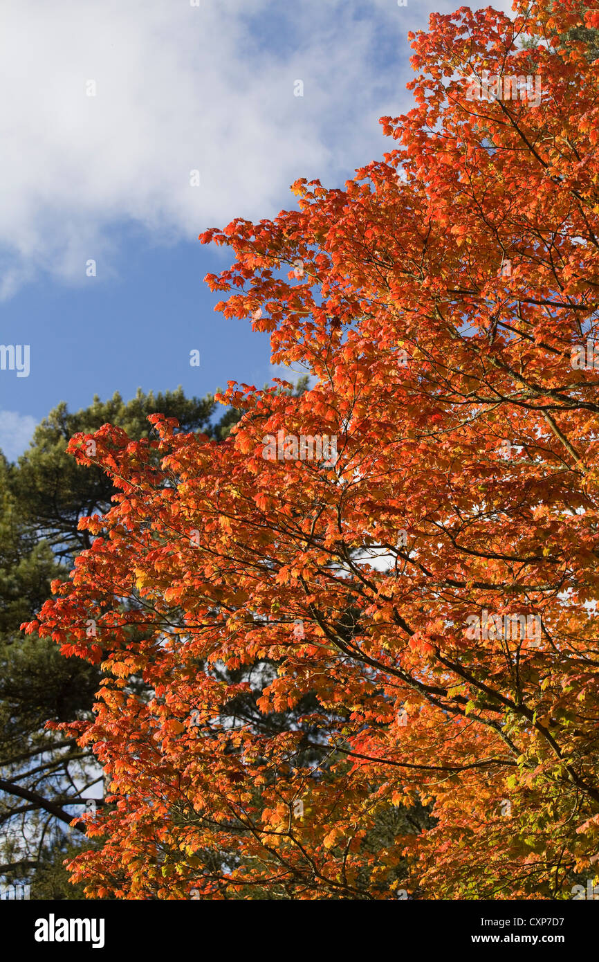Autumn Leaves and Trees with Blue Sky Stock Photo - Alamy